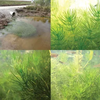 thumbnail for publication: La ecología de las algas carofíceas (Charales)